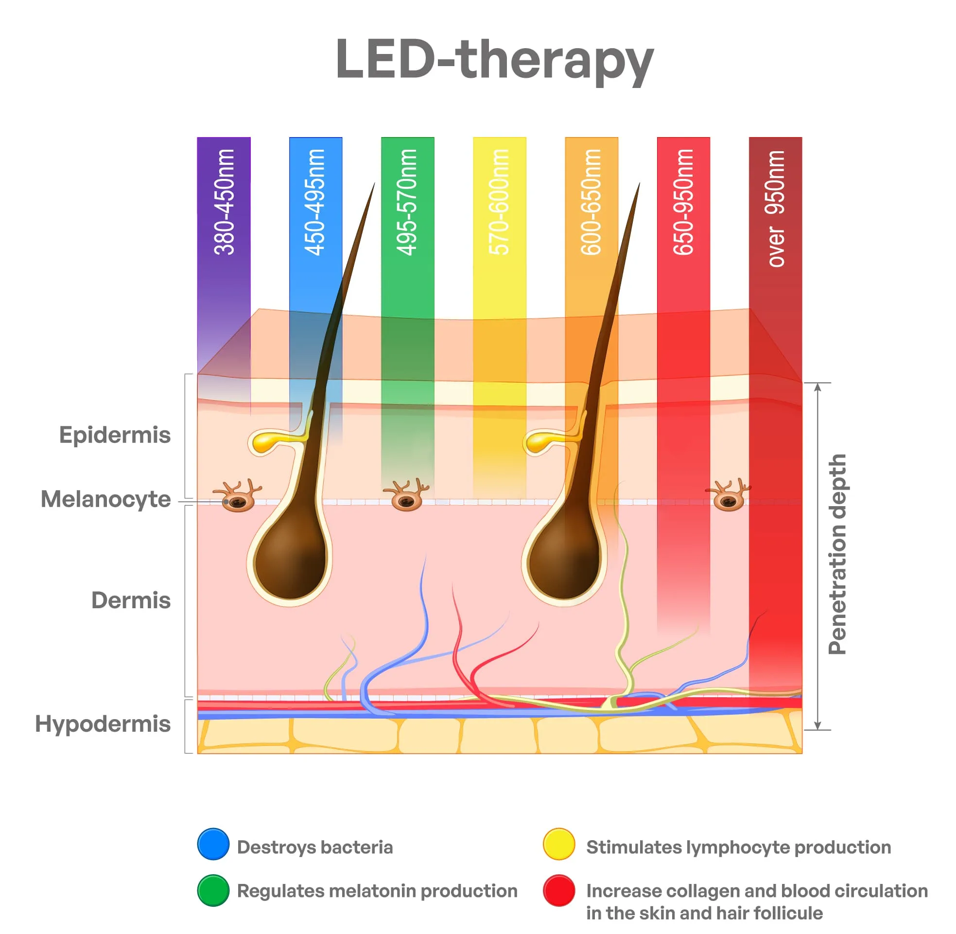 A medical illustration showing the penetration depth of different LED light wavelengths (from 380nm purple to over 950nm infrared) through the epidermis, dermis, and hypodermis layers of the skin. The legend explains that blue light destroys bacteria, green regulates melanin/melatonin, yellow stimulates lymphocytes, and red increases collagen and blood circulation