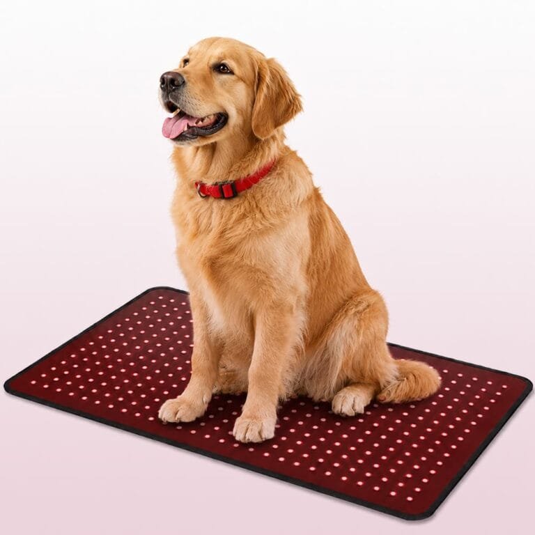 Golden retriever sitting on BE400 animal red light therapy pad with red LEDs