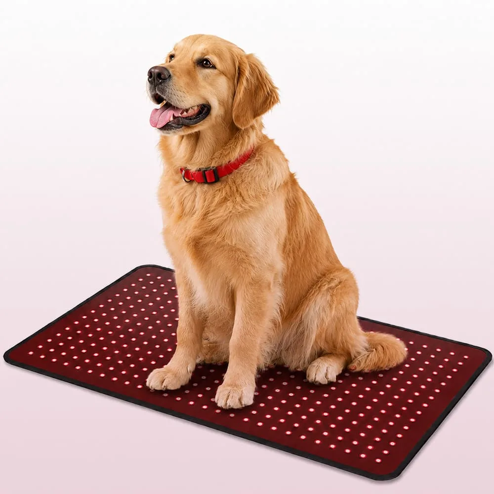 Golden retriever sitting on BE400 animal red light therapy pad with red LEDs