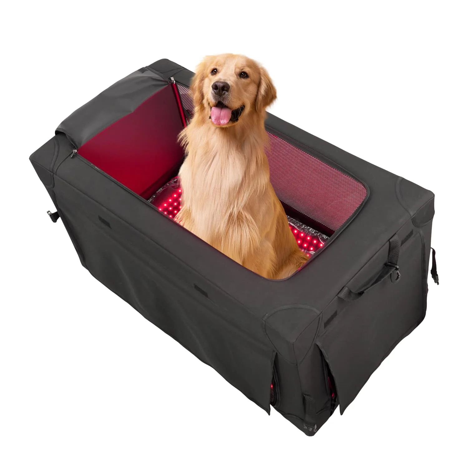 Golden retriever sitting inside illuminated BE700 pet red light therapy tent