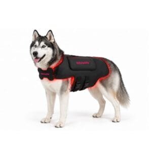 Husky dog wearing MT03 pet light therapy vest with red light glow