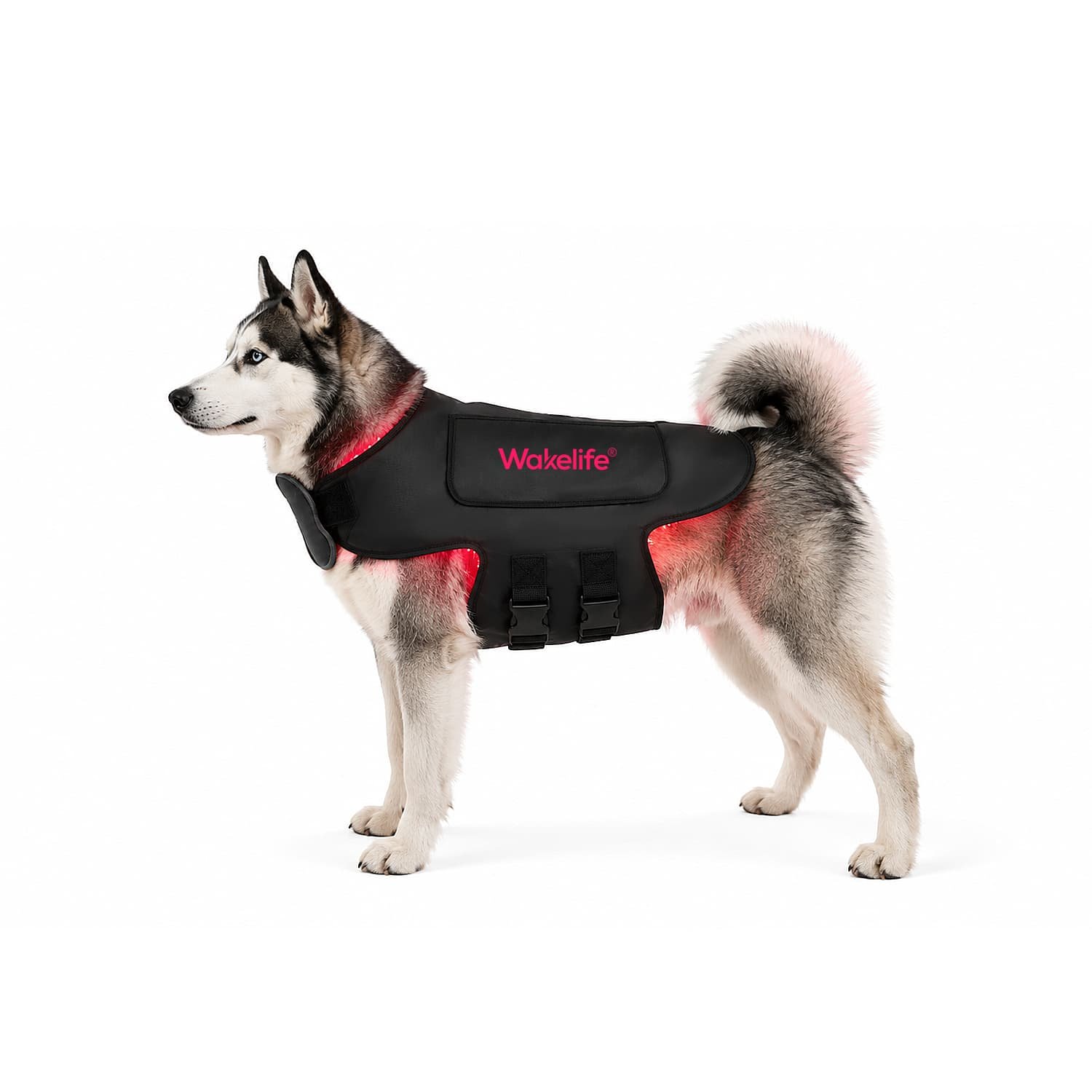 Side view of husky wearing MT03 pet light therapy vest